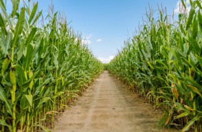 Ethanol will increase corn production in the next five years, production will double